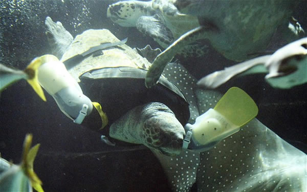 Video: Tortuga se recupera de ataque de tiburón gracias a prótesis
