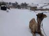 Imágenes: Egipto cubierto de nieve por primera vez en 100 años!