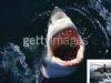 Ahora puedes usar las fotos de Getty Images gratis!