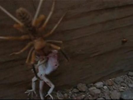 Araña Carnivora se come a una lagartija